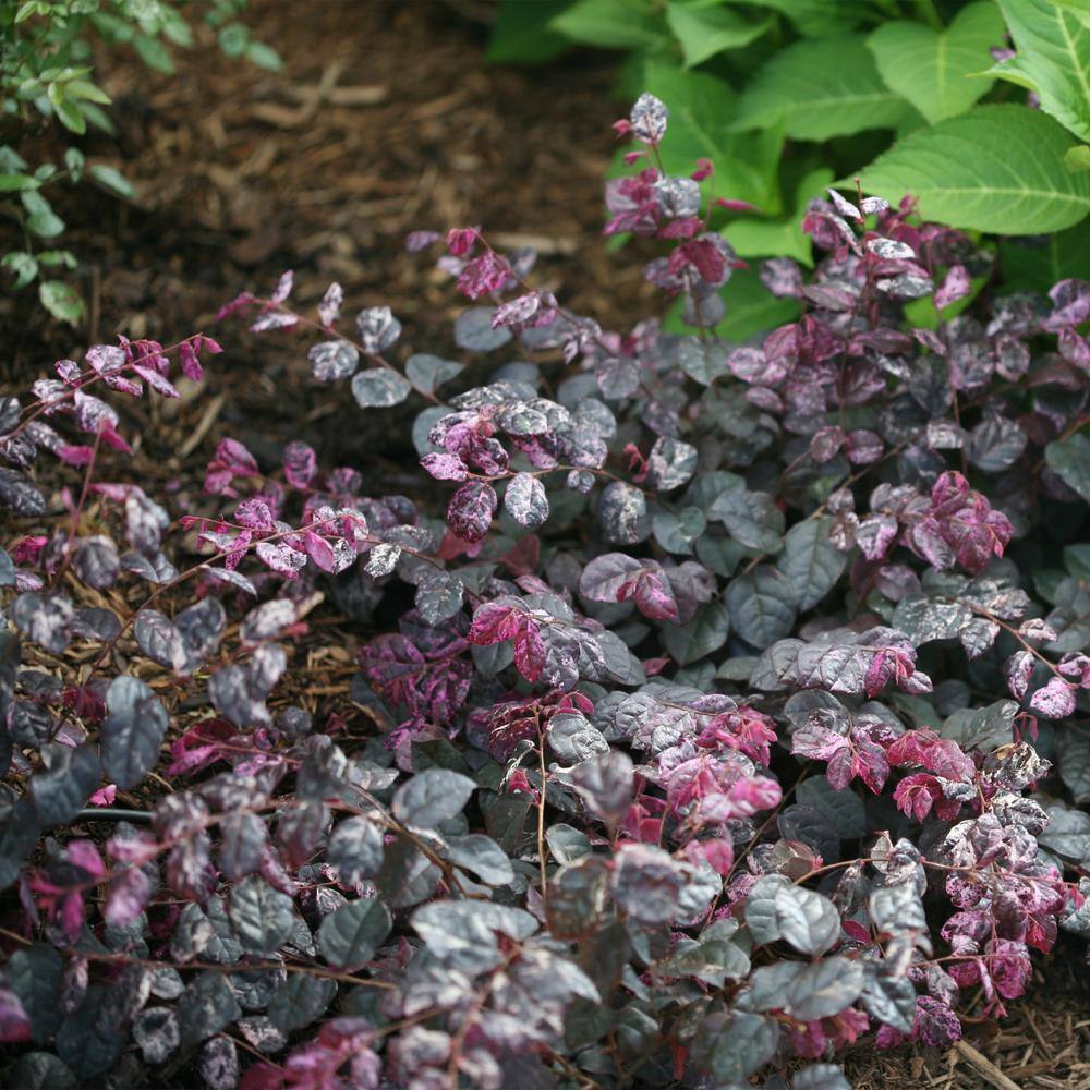 PROVEN WINNERS 2 Gal. Jazz Hands Loropetalum Shrub with Pink Flowers 14053