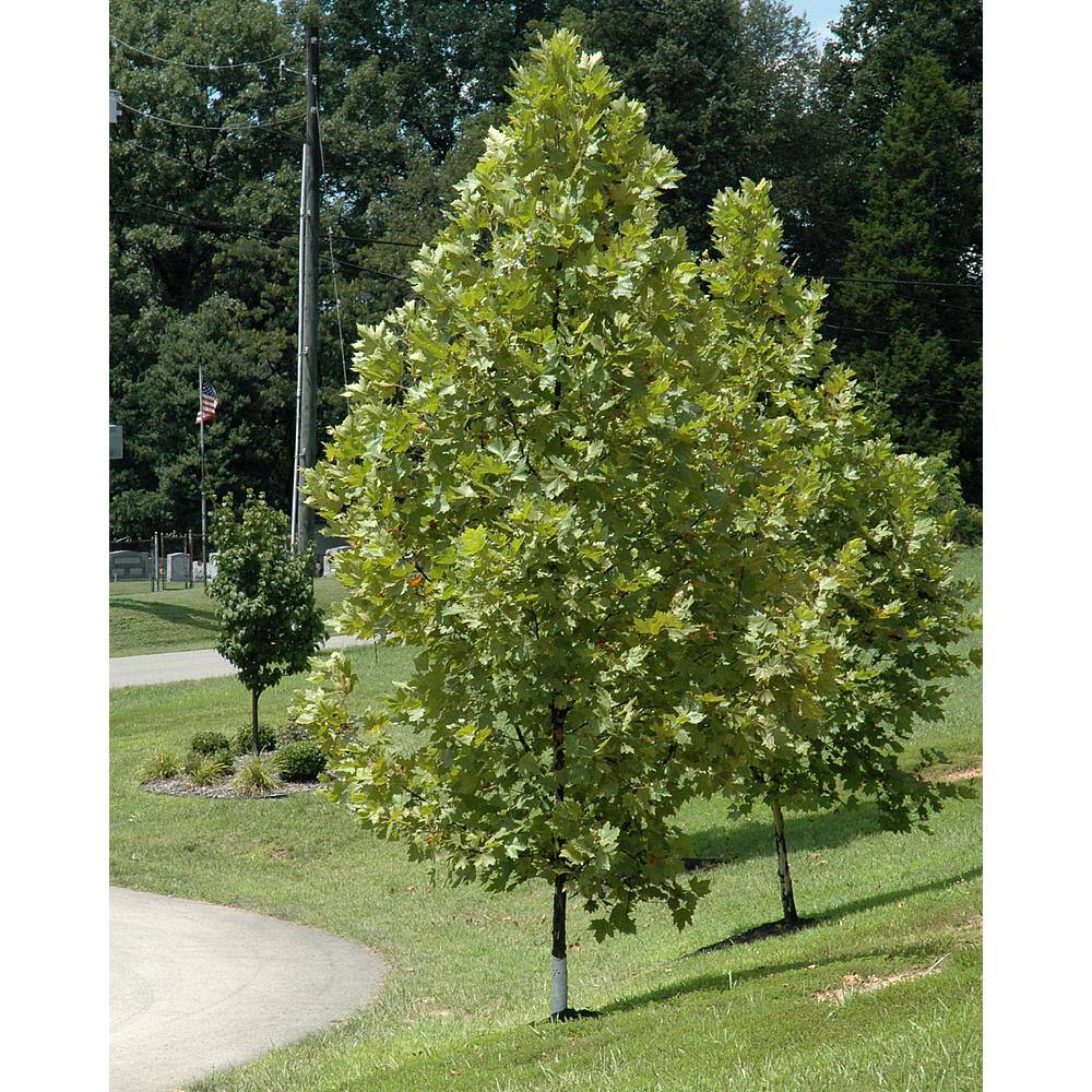 Online Orchards 3 ft. Bloodgood London Plane Tree with Fast Growth and Large Beautiful Form SHLP001