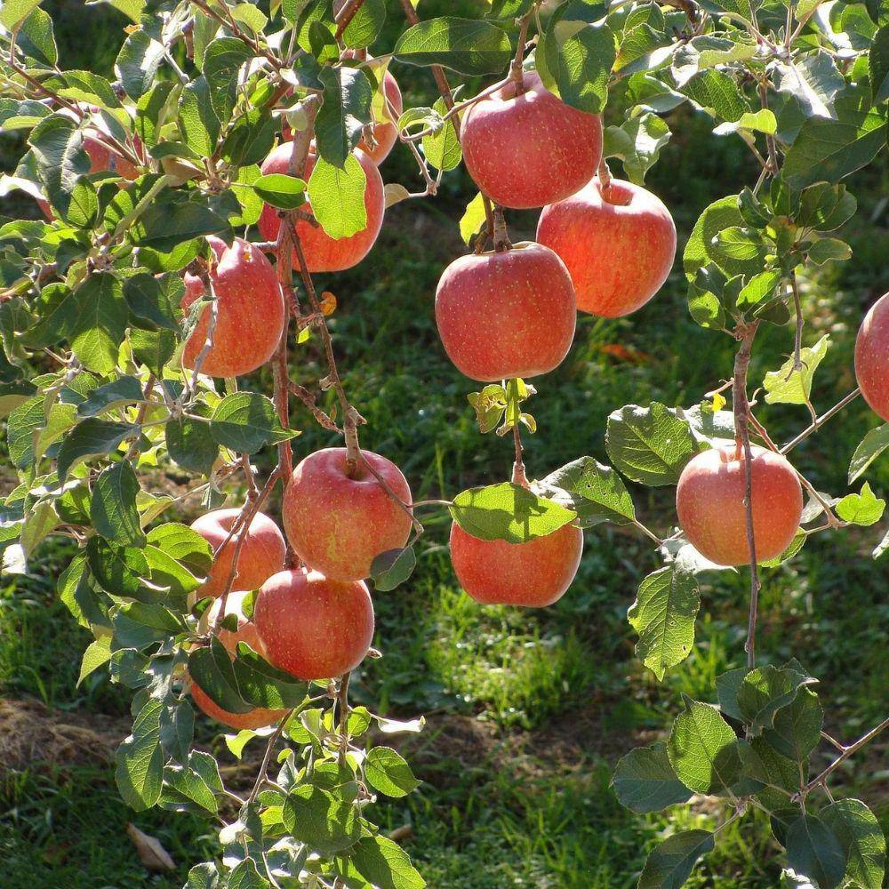 7 Gal. Semi-Dwarf Braeburn Apple Tree APPBRA07GD