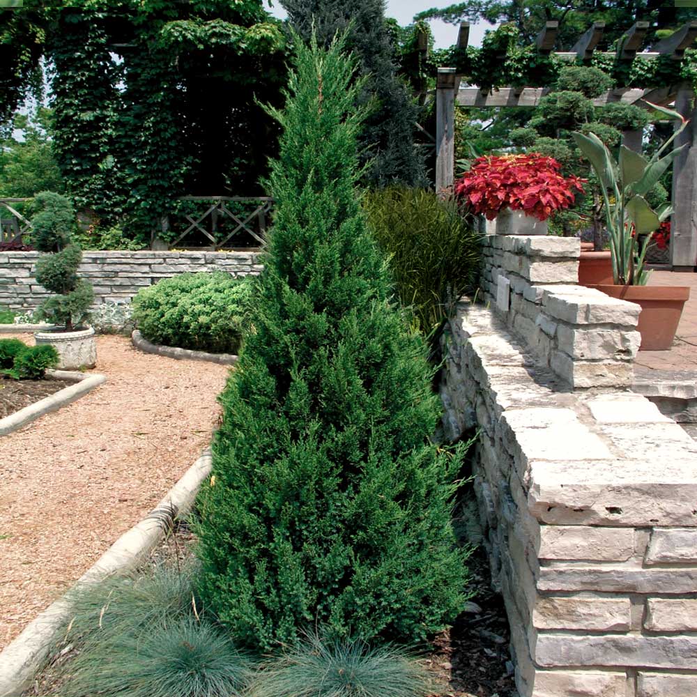 Blue Point Juniper