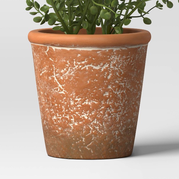 Unsheared Boxwood Artificial Plant - Threshold Designed With Studio Mcgee