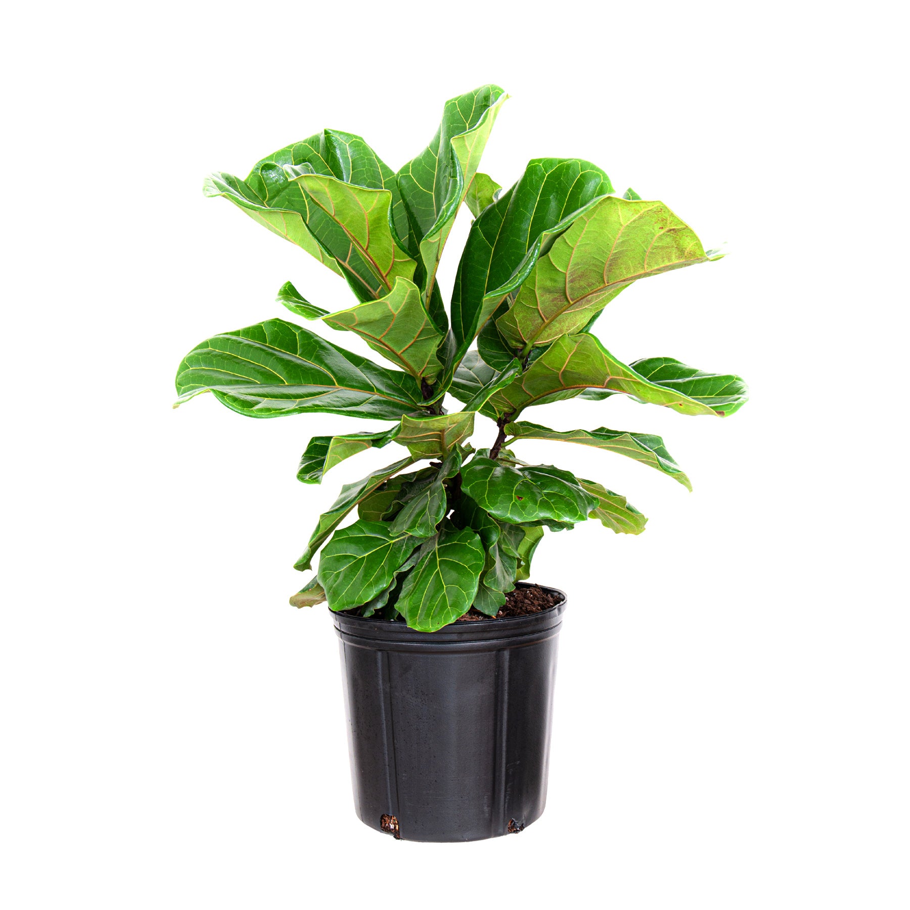 United Nursery Live Ficus Lyrata Standard Houseplant 24-28in Tall in 10 inch Terracotta Bayside Decor Pot