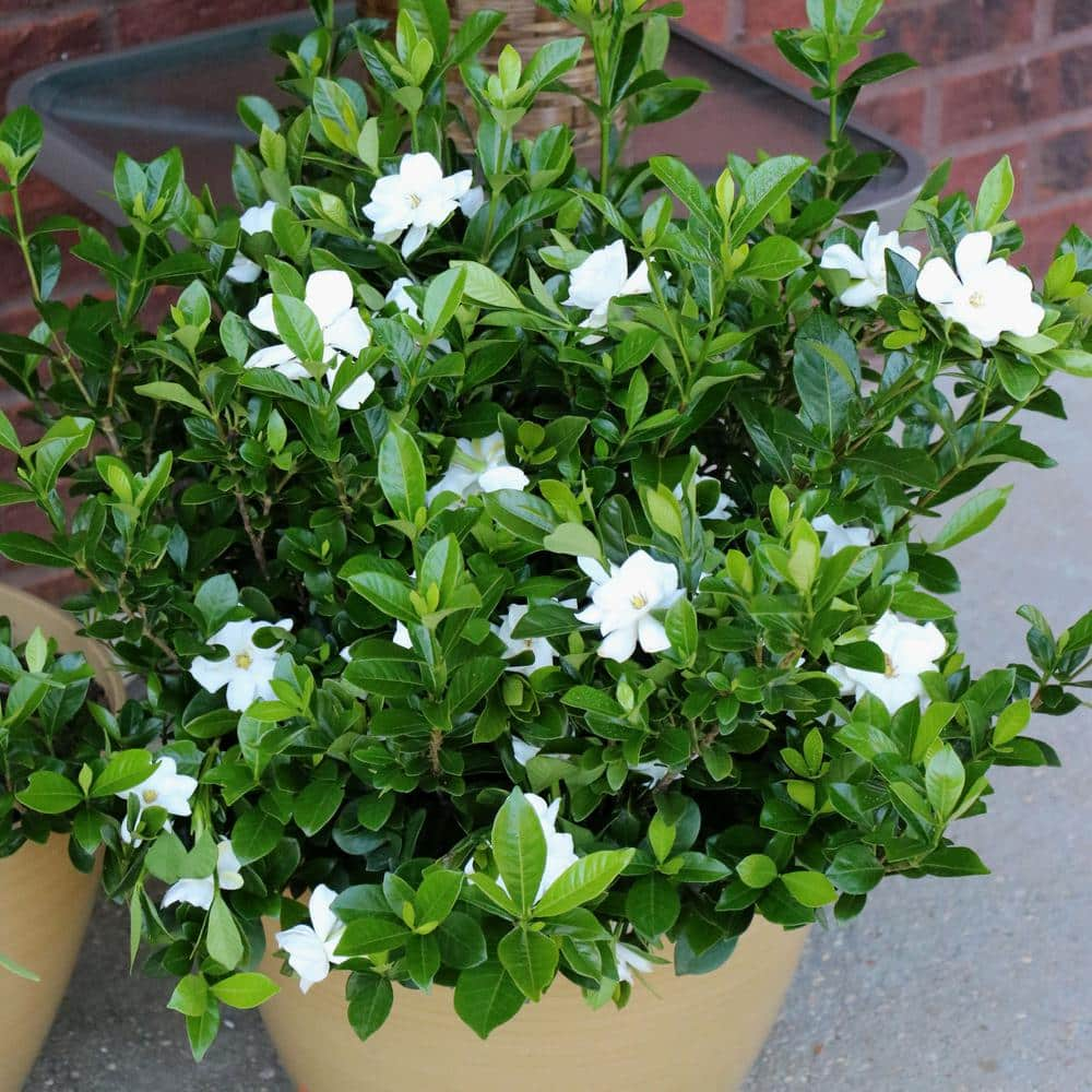 national PLANT NETWORK 2.5 qt. Gardenia Radicans Flowering Shrub with White Flowers HD7127