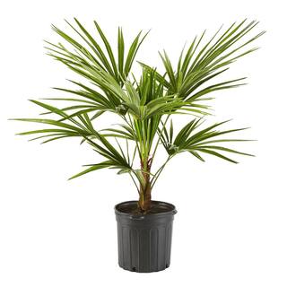 Online Orchards 5 Gal. Windmill Palm Tree - Among the most cold hardy palm trees SBPM501