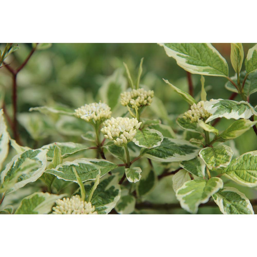 Online Orchards 1 Gal. Ivory Halo Dogwood Shrub a Lovely Ornamental Twist on the Classic Red Dogwood SBDW002