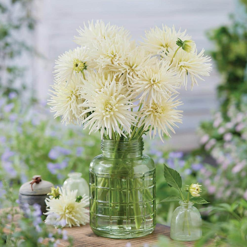 VAN ZYVERDEN Dahlias Playa Blanca Bulbs (Set of 5) 84131