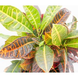 BELL NURSERY 2 Gal. Croton Live Indoor House Plant in 10 in. Nursery Pot CROTN10AST1PK