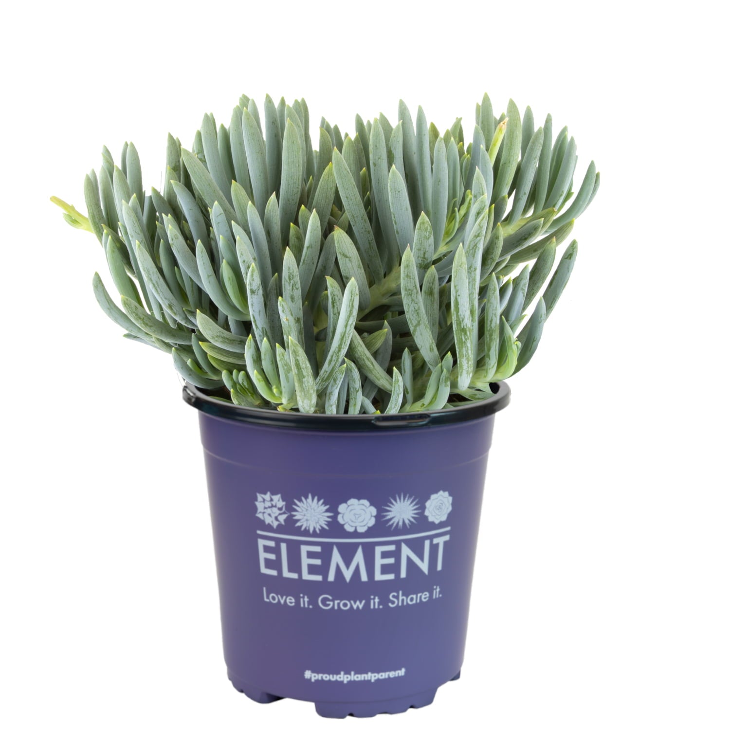 Element by Altman Plants 1Gal Blue Chalk Sticks Live Plants