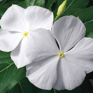 BELL NURSERY 4 in.White Vinca Annual Live Plant White Flowers (Pack of 6) VINCA4WHT6PK