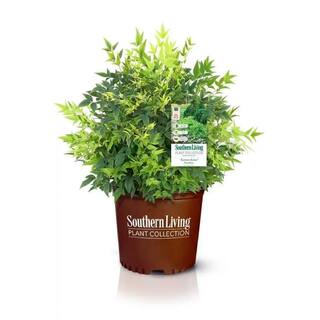 SOUTHERN LIVING 3 Gal. Lemon Lime Nandina Heavenly Bamboo Live Evergreen Shrub with Lime Green Foliage (1-Pack) NANDI3LLM1PK