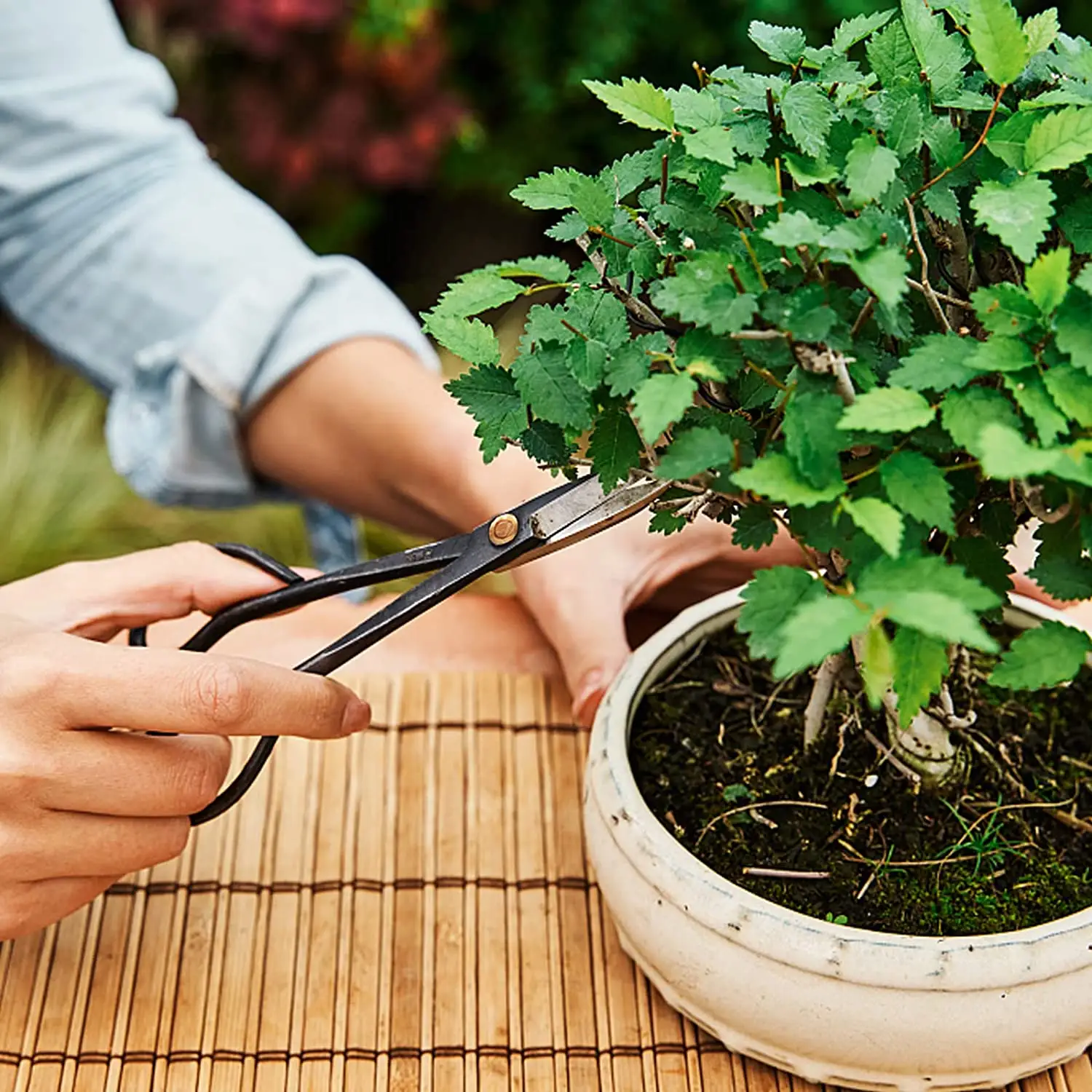 OEM Supported 24 PCS Carbon Steel Bonsai Tool Set Perfect for Succulent Gardening Trimming Applied in Patio Balcony Nursery etc