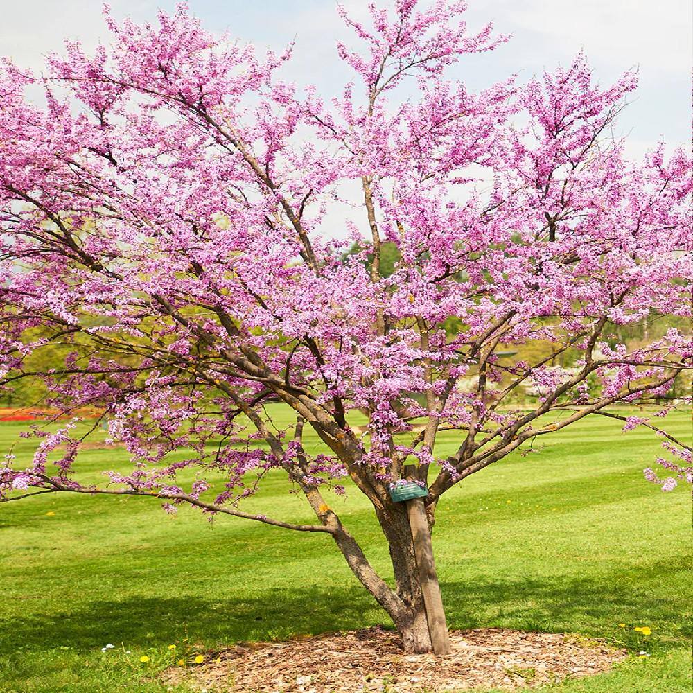 5 Gal. Hearts of Gold Redbud Tree REDHEA05G
