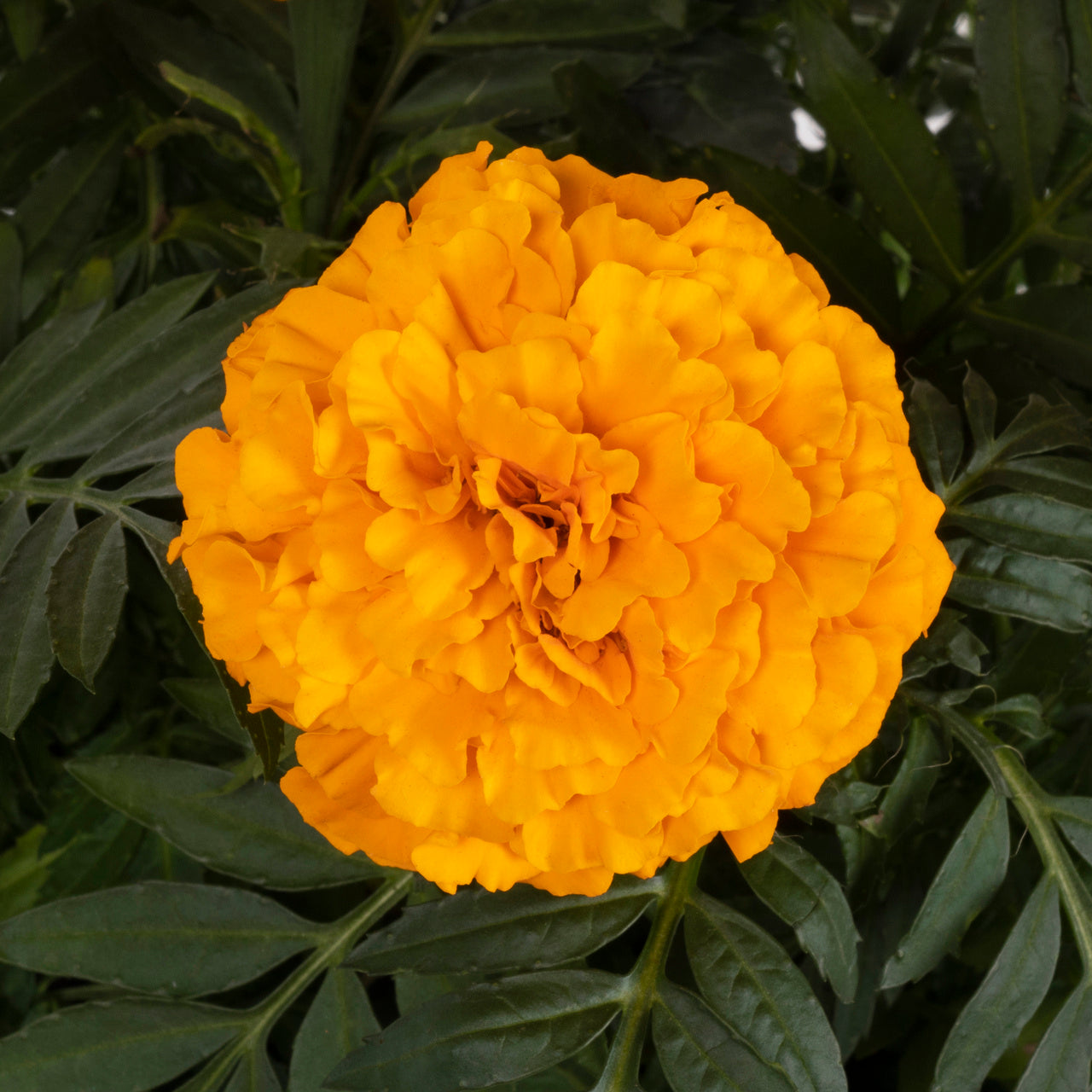 Expert Gardener 2.5QT Orange Marigold Live Plants (3 Count) with Grower Pots