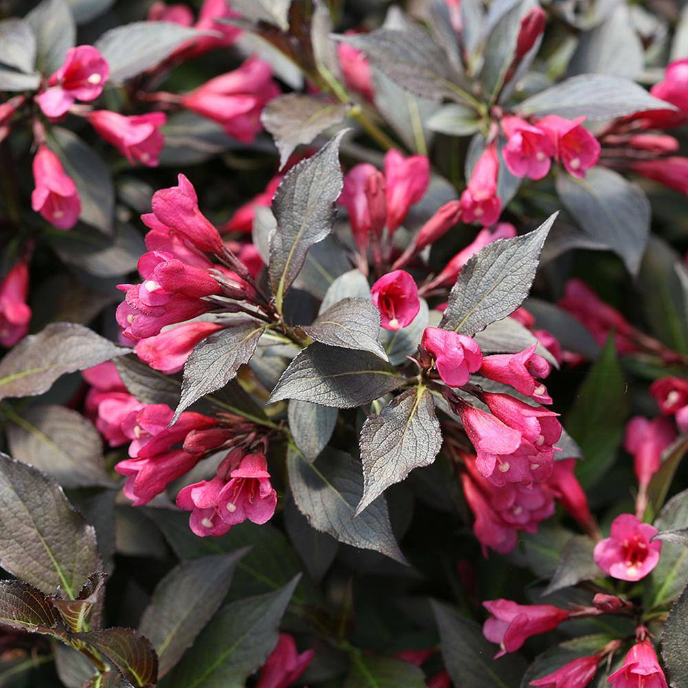 PROVEN WINNERS 2 Gal. Spilled Wine Weigela Shrub with Bright Pink Flowers and Deep Purple Foliage 14716