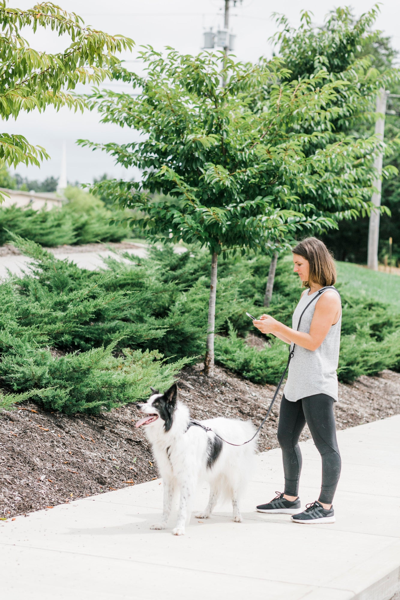 Premier Pet Multi-Functional Leash for Dogs up to 75 lb. - Adjustable Length