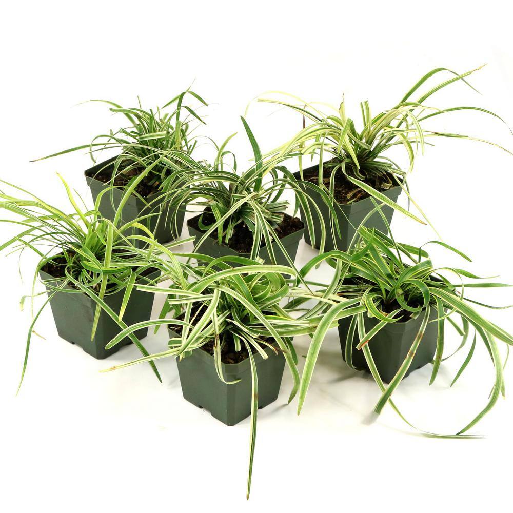 national PLANT NETWORK 4 in. Variegated Liriope Flowering Shrub With Purple Blooms - 6 Piece HD1031