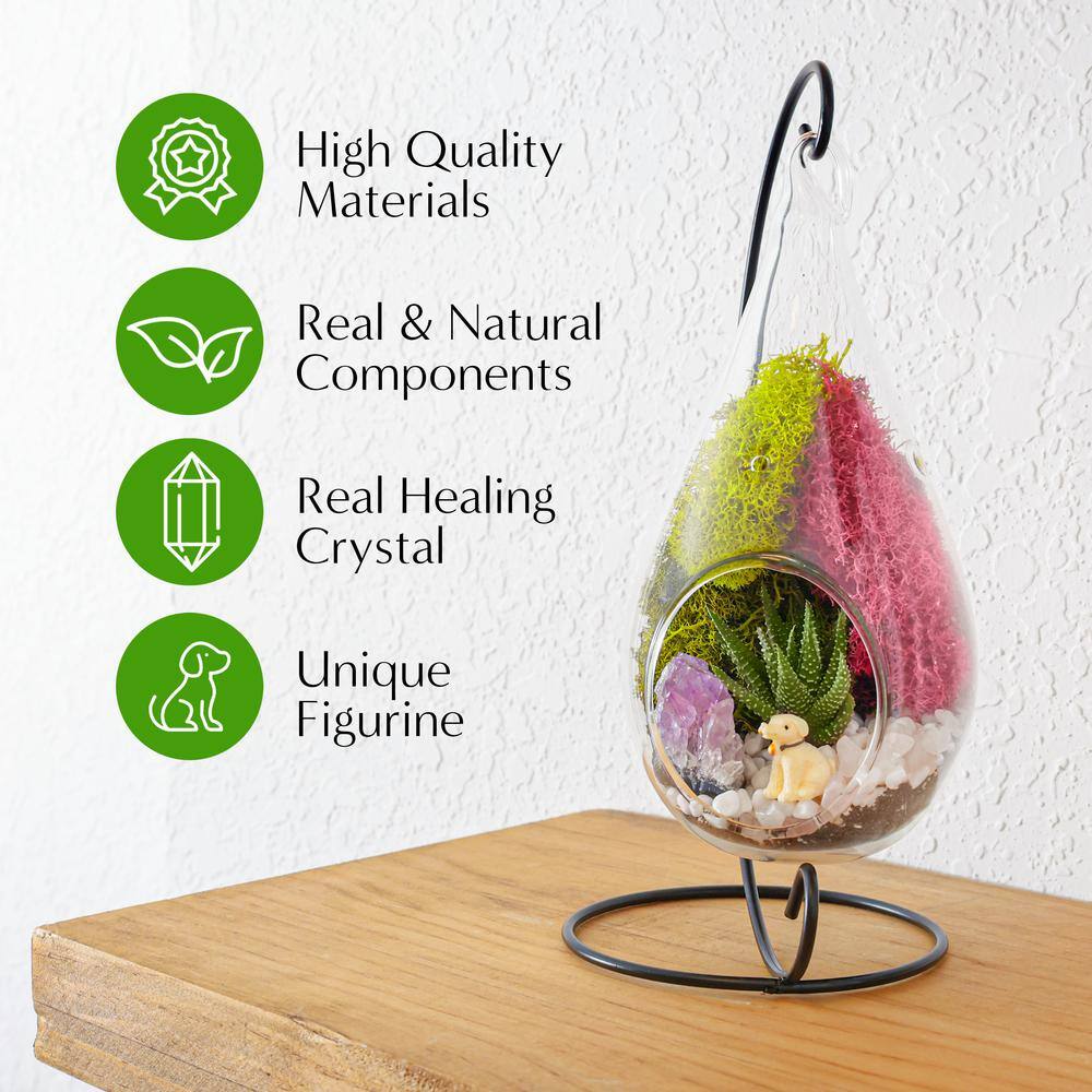 Creations by Nathalie DIY Terrarium Kit with Live Succulent Glass Teardrop Metal Stand Reindeer Moss Crystals Rocks Tools and Figurine CW-OS3V-7UGJ