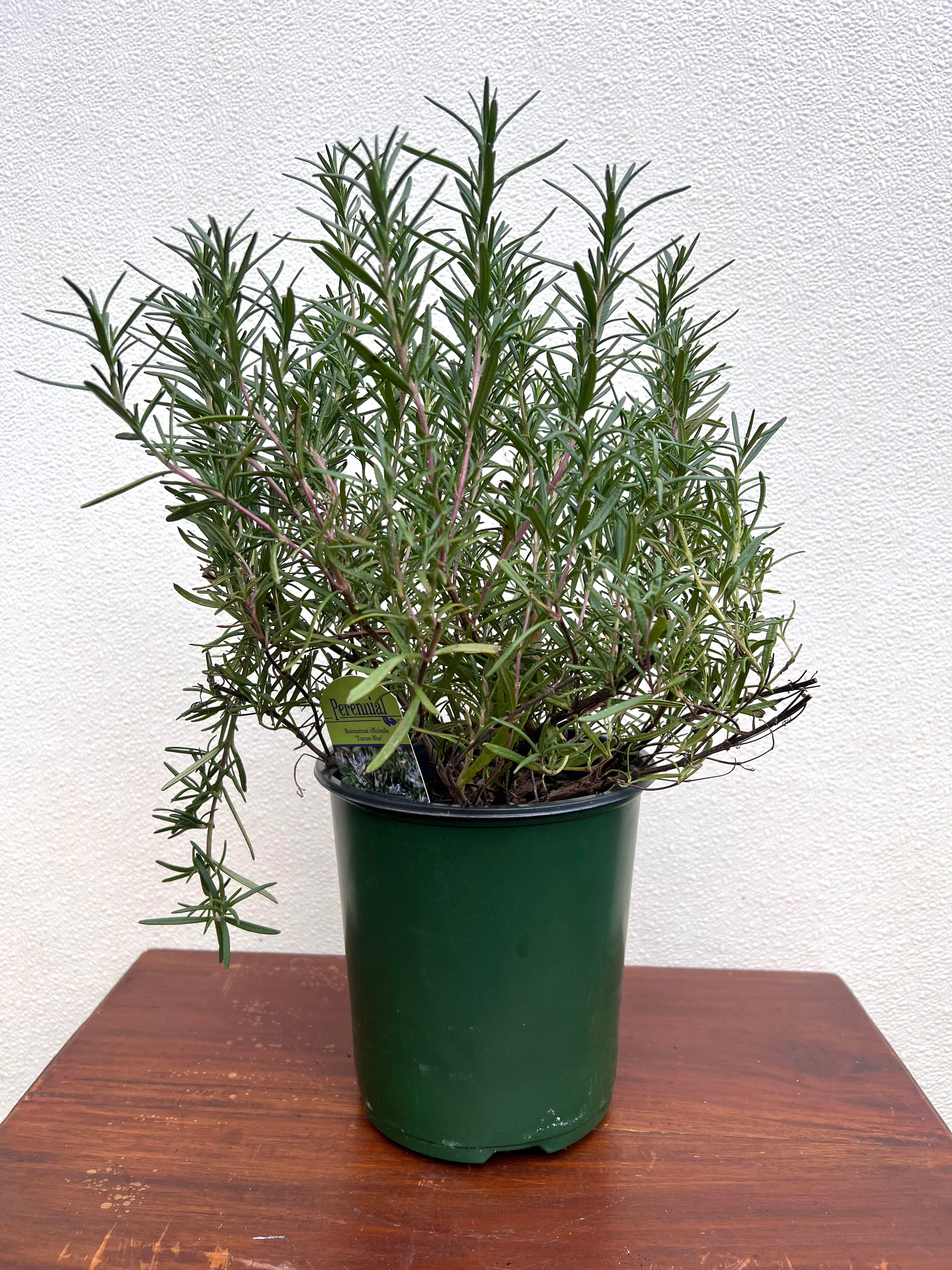 Rosemary Athens Blue Christmas Tree