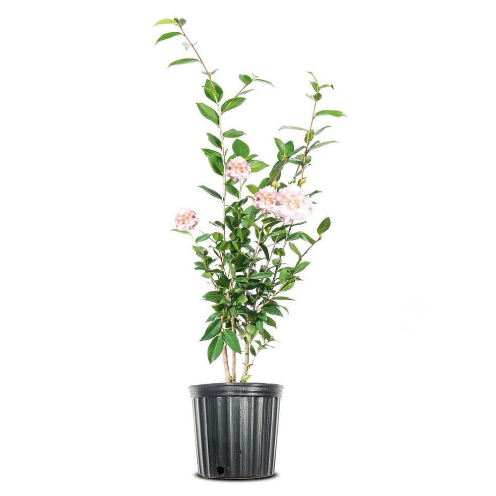 Perfect Plants 3 Gal. High Fragrance Camellia Shrub With Baby Pink Flowers Sweet Scented Blooms THD00516