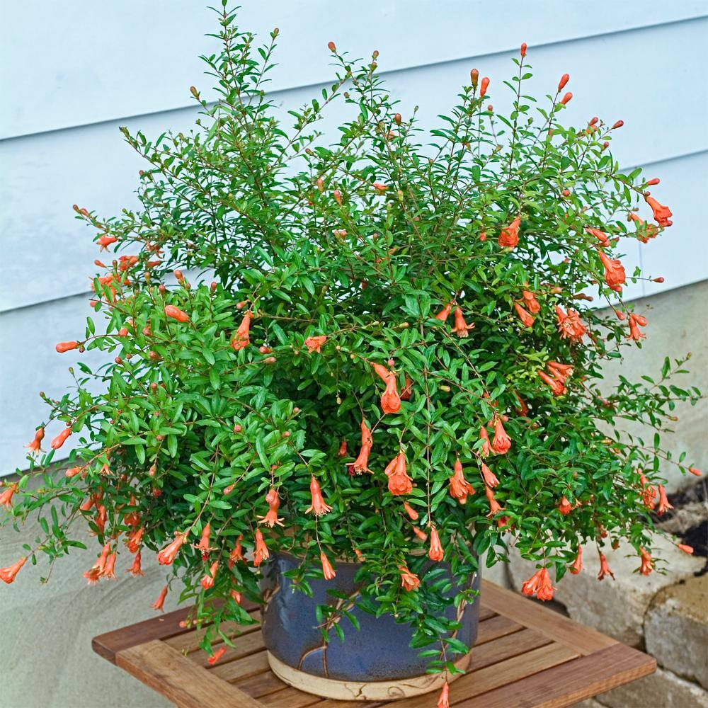 Gurney's Dwarf Pomegranate Starter Fruit Tree (1-Pack) 83896