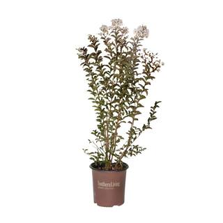 SOUTHERN LIVING 2 Gal. Delta Moonlight Crape Myrtle Live Deciduous ShrubTree Burgundy Foliage  White Blooming 37742