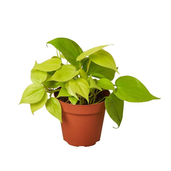 House Plant 4-PHILODENDRON-NEON Neon Philodendron Plant in 4 in. Pot