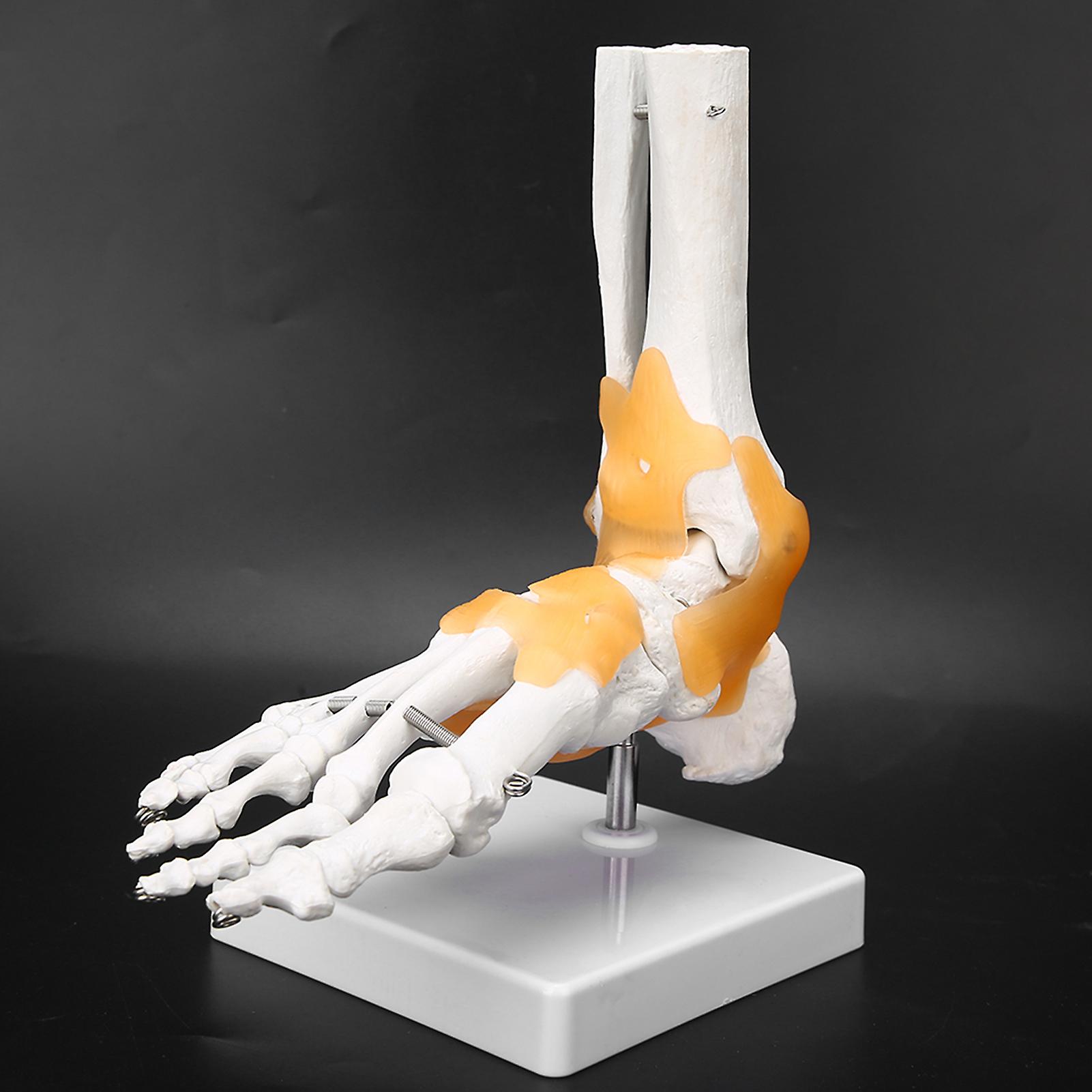 Adult Human Skeleton Ligament Foot Ankle Joint Anatomical Model