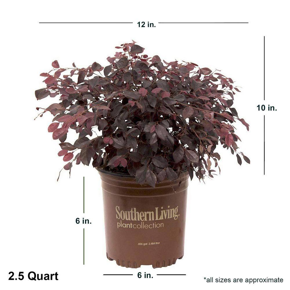 SOUTHERN LIVING 2.5 Qt. Purple Diamond Semi-Dwarf Loropetalum Evergreen Shrub with Purple Foliage Pink Ribbon Blooms 4210Q