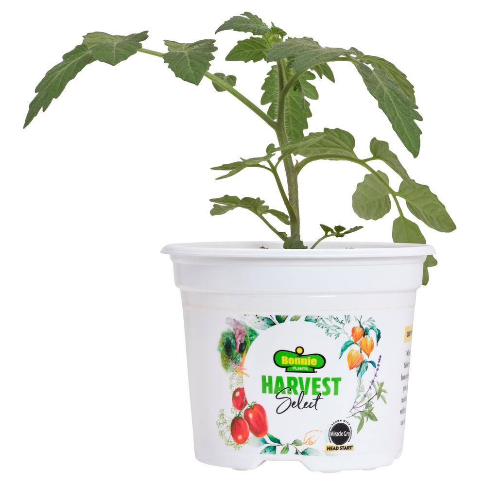 BONNIE PLANTS HARVEST SELECT 25 oz. Little Bing Cherry Tomato Plant 715339321732