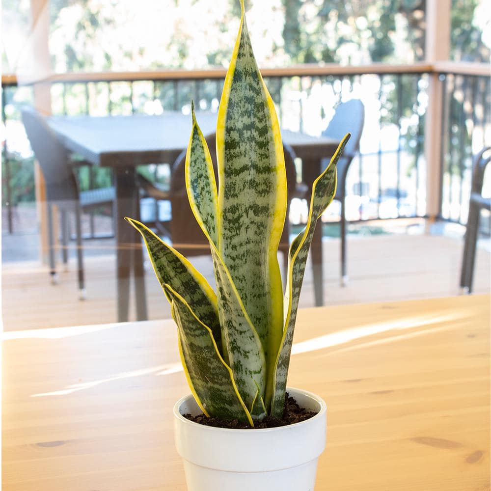 ALTMAN PLANTS 4 in. Sansevieria Laurentii in Hudson Pot 0880097