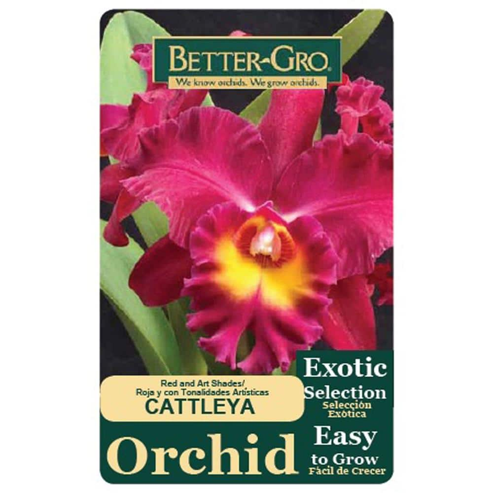 Better-Gro 4 in. Red Cattleya Packaged Orchid 20322