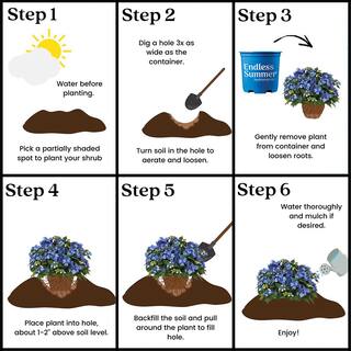 Endless Summer 2 Gal. Pop Star Reblooming Hydrangea Flowering Shrub with Electric Blue or Pink Lacecap Flowers 17206