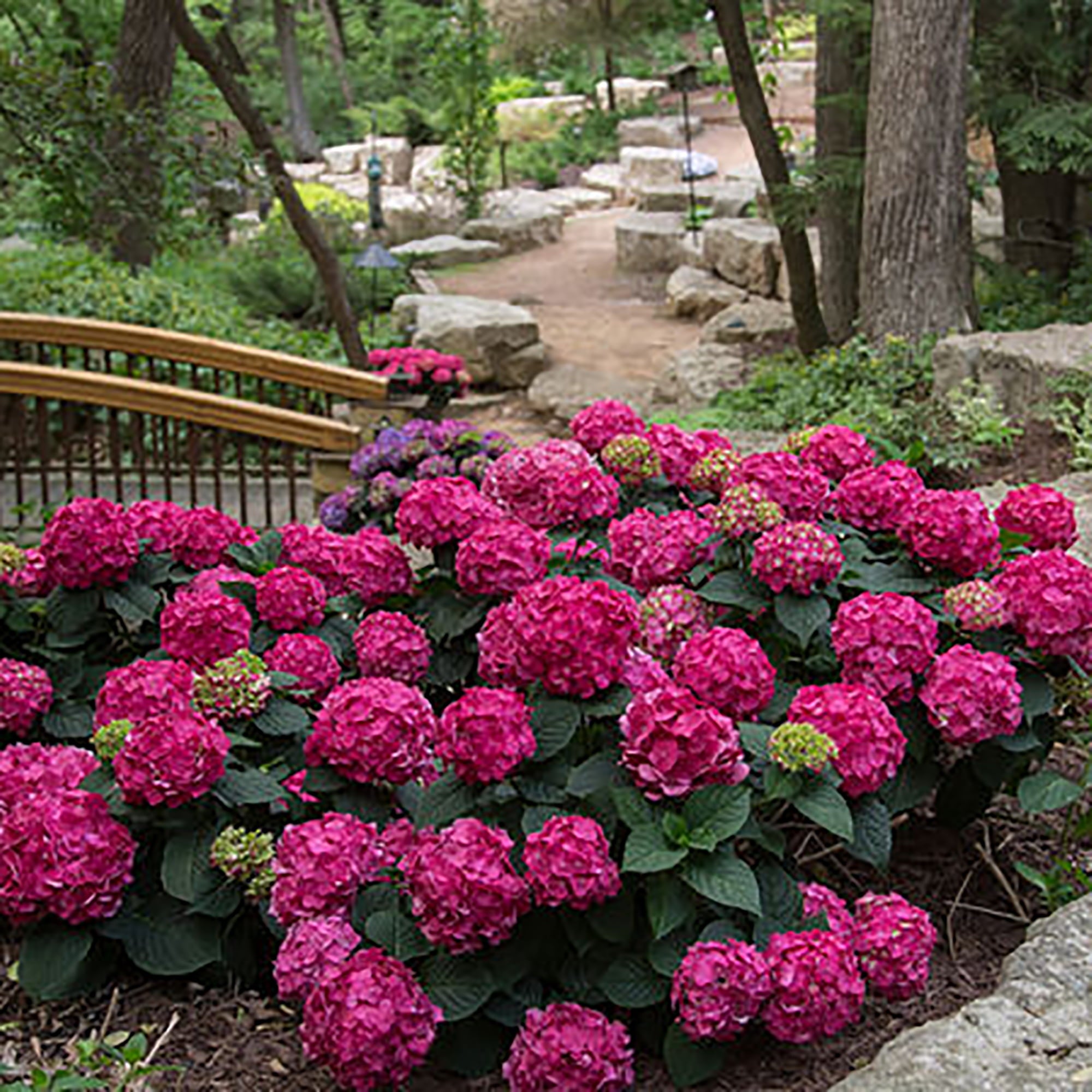 Endless Summer Hydrangea Summer Crush Live Shrub (5 Gallon)