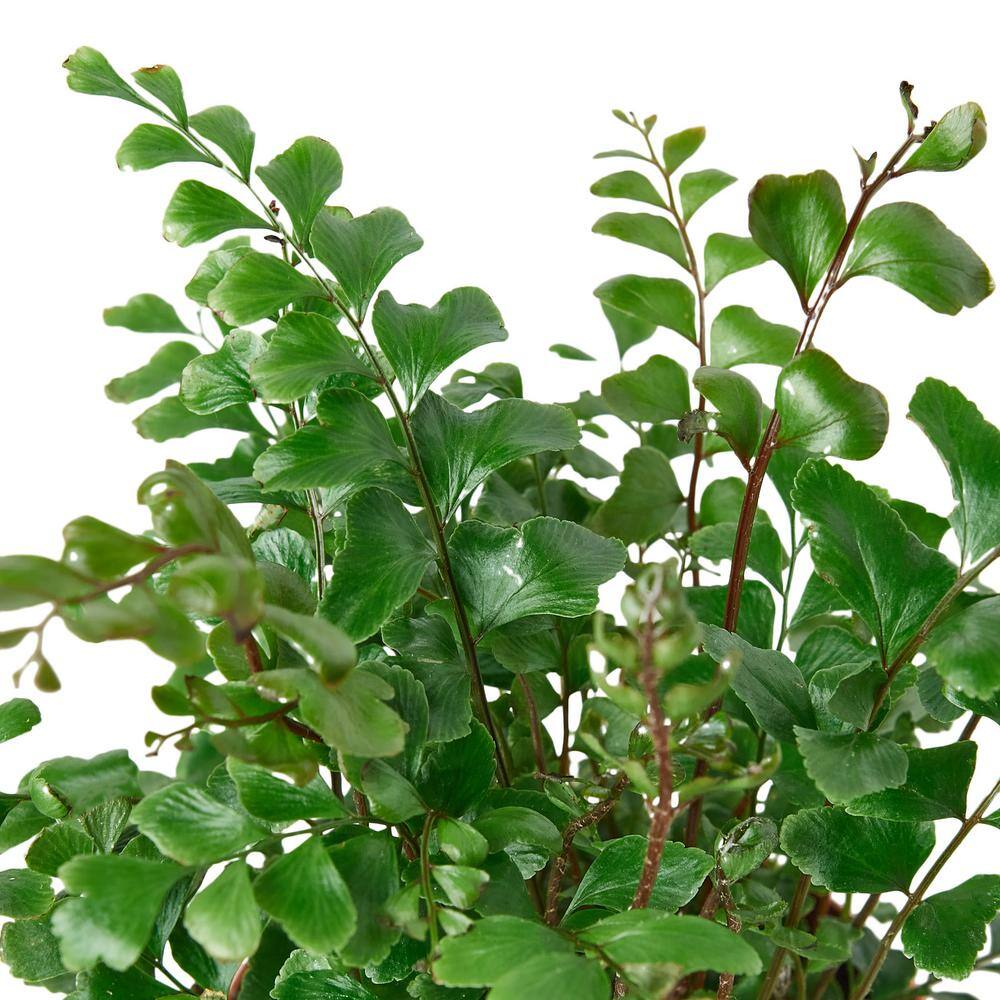 Mahogany Fern (Didymochlaena) Plant in 4 in. Grower Pot 4_FERN_MAHOGANY