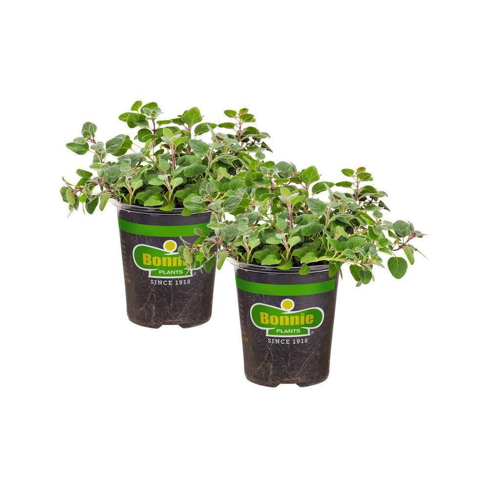 Bonnie Plants 19 oz. Greek Oregano Herb Plant (2-Pack) 202015