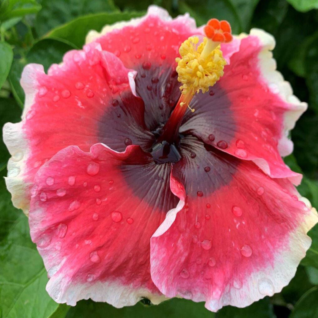 Hibiscus ‘Lana’s Paradise’ (Hibiscus rosa-sinensis hybrid) Flower Shrub， Blue Flowers Hardy Korean Rose of Sharon Starter 25+ seeds pack