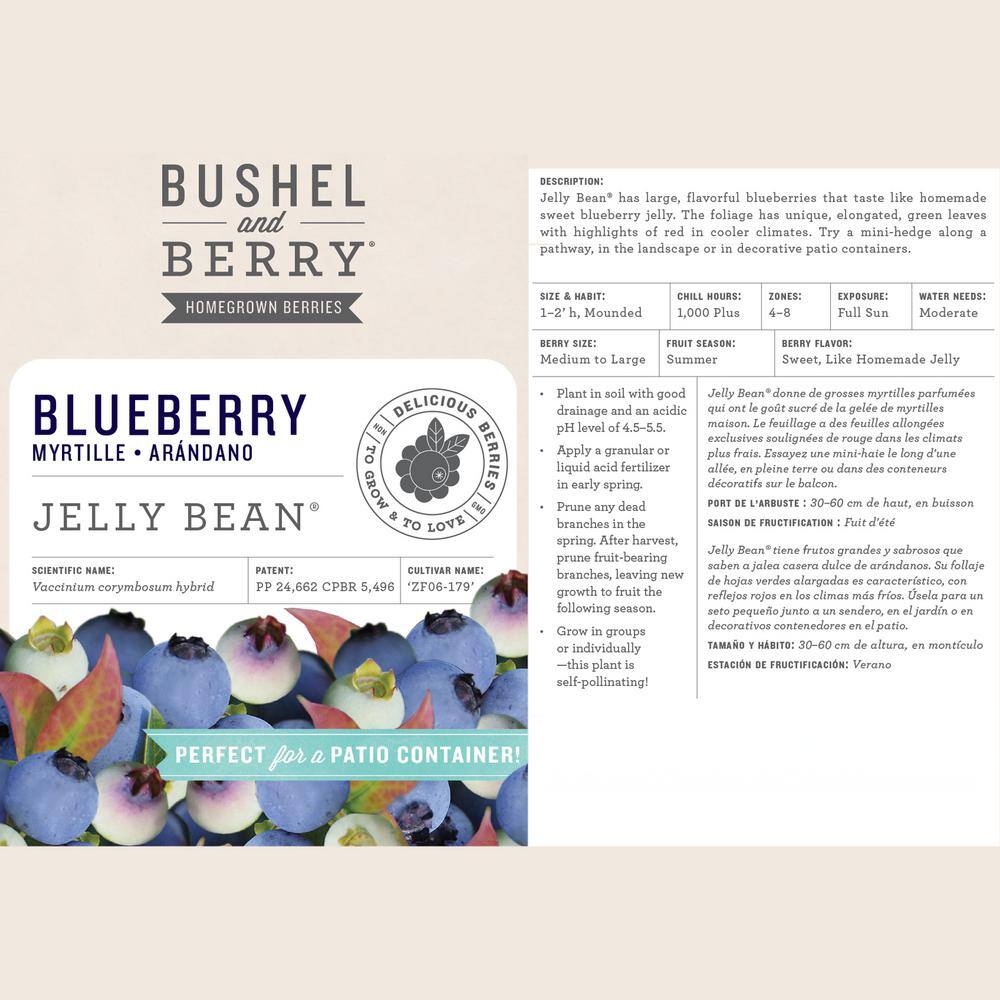 BUSHEL AND BERRY 2 Gal. Bushel and Berry Jelly Bean Blueberry Live Plant 19574