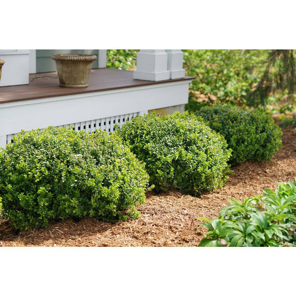 PROVEN WINNERS 2 Gal. Sprinter Boxwood (Buxus) Live Evergreen Shrub Green Foliage 20860