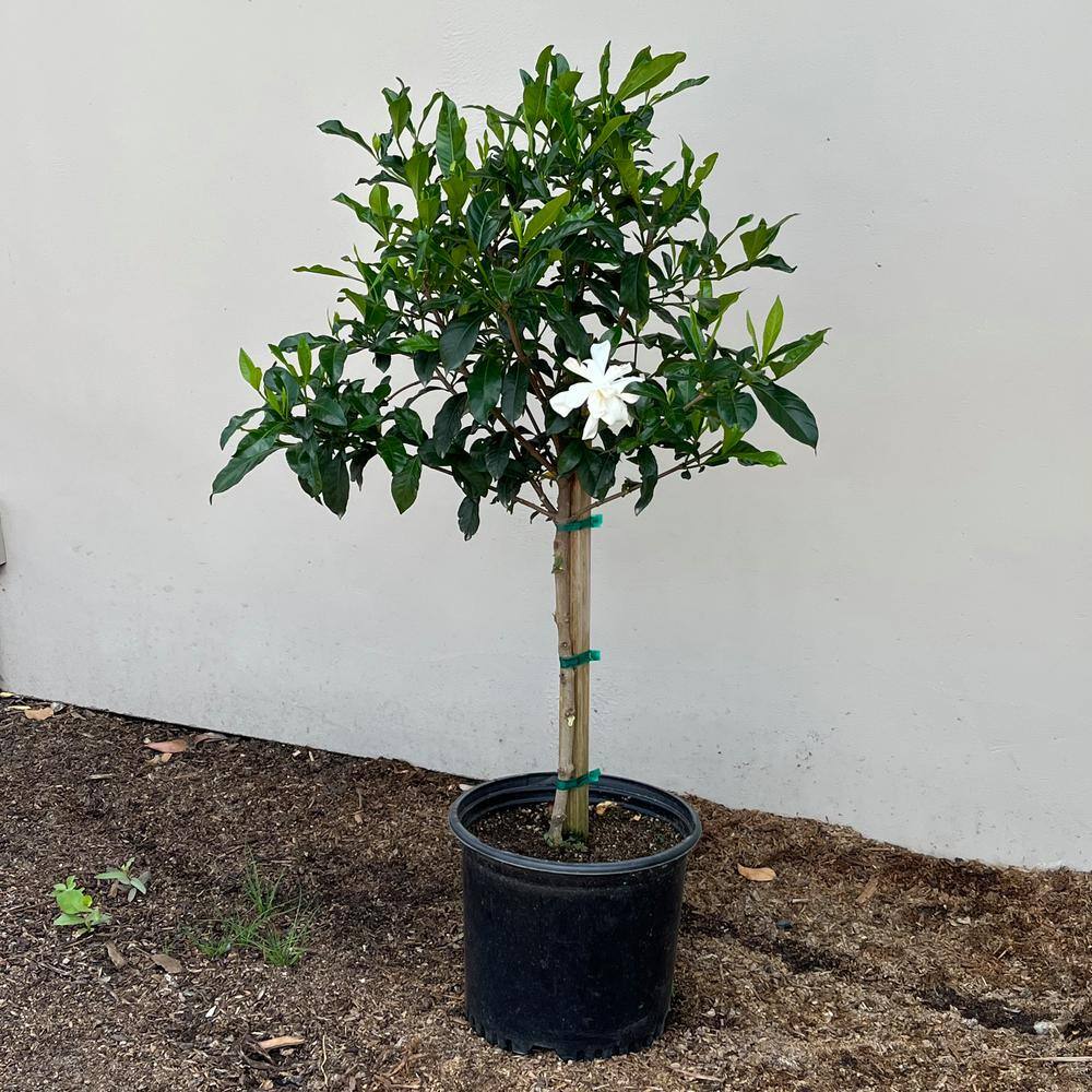 Alder  Oak 3 Gal. Everblooming Gardenia Evergreen Patio Tree GAVP03