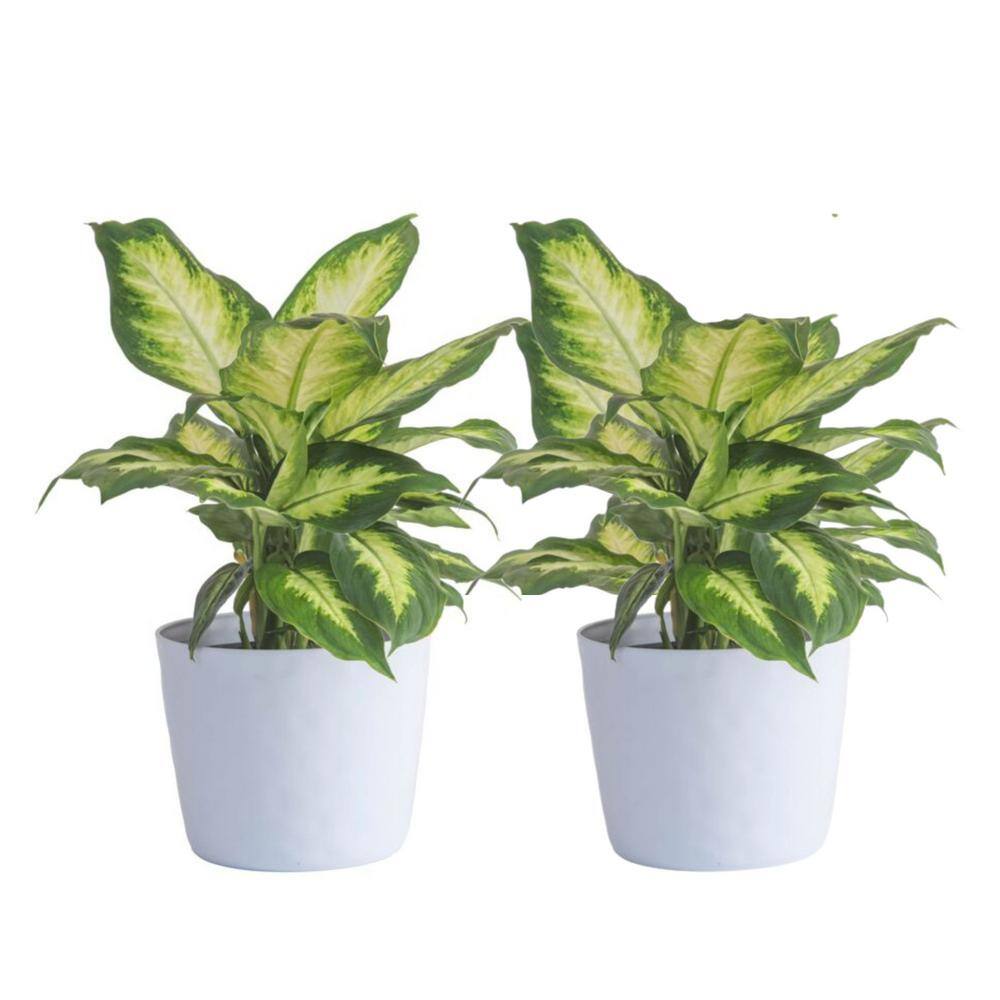 Vigoro Dieffenbachia Indoor Plant in 6 in. White Ribbed Plastic Decor Planter Avg. Shipping Height 1-2 ft. Tall (2-Pack) CO.DIEF.3.VI.WH