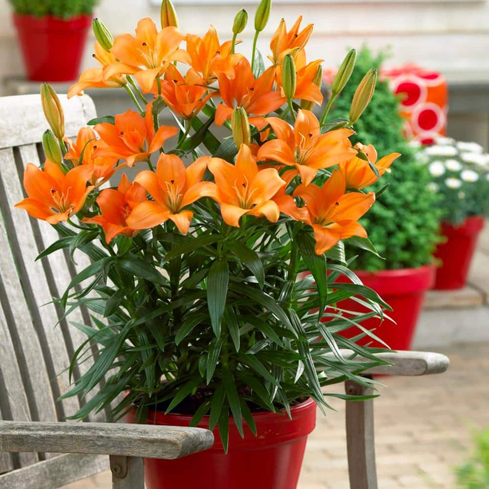 VAN ZYVERDEN Patio and Container Orange Lily Bulbs (7-Pack) 83475