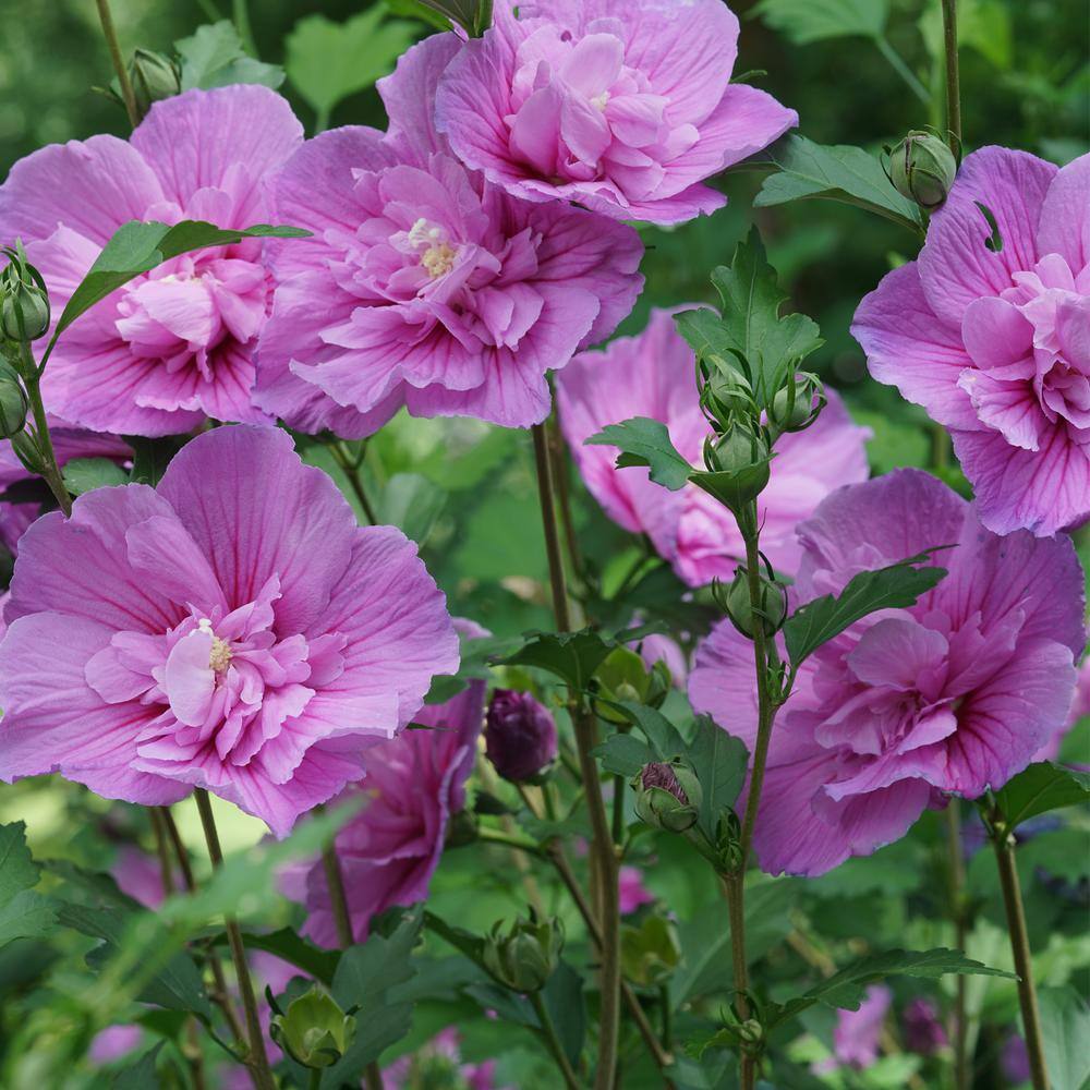 PROVEN WINNERS 2 Gal. Dark Lavender Chiffon Rose of Sharon (Hibiscus) Plant with Lavender Flowers 14481