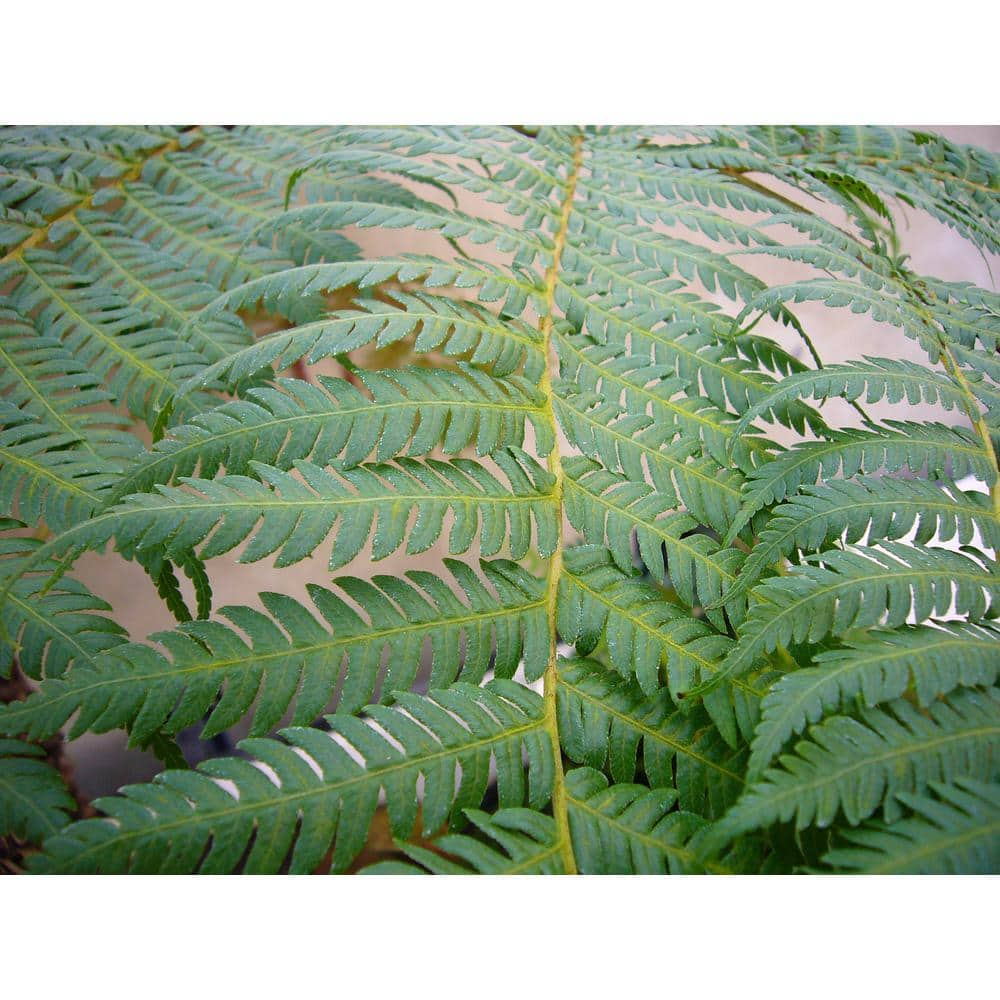 Wekiva Foliage Australian Tree Fern - Live Plant in a 10 in. Growers Pot - Sphaeropteris Cooperi - Tropical Fern for The Home and Gard VJ-071F-X3EL