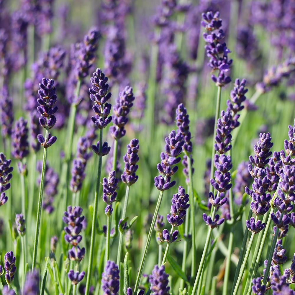 Hidcote Purple Lavender Plant