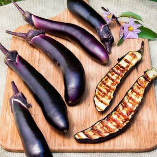 Bonnie Plants 19 oz. Ichiban Eggplant Plant 2601