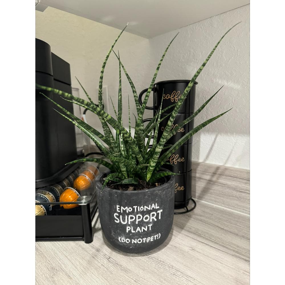 EVERBLOOM GROWERS INC. 5 in. Fernwood Mikado Sansevieria Plant in Chalkboard Pot EBG5Money