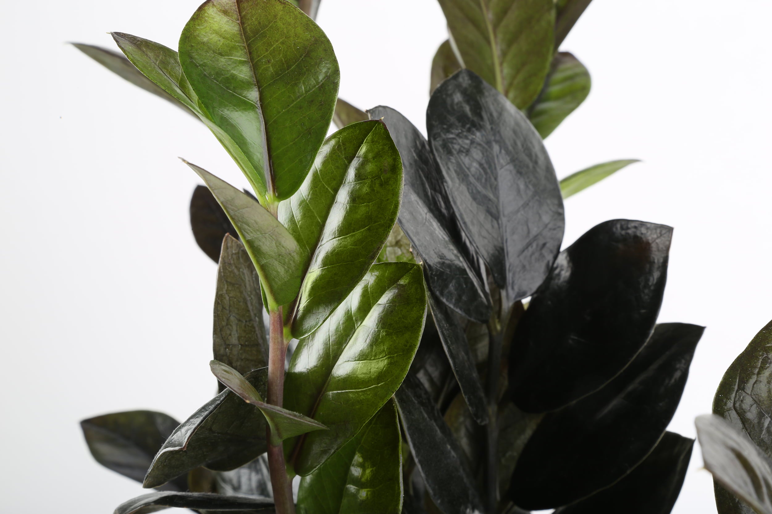 Costa Farms Trending Tropicals Live Indoor and Outdoor 10in. Tall Black Raven® ZZ Zamioculcas ‘Dowon’; Medium， Indirect Light Plant in 6in. mixed material Planter