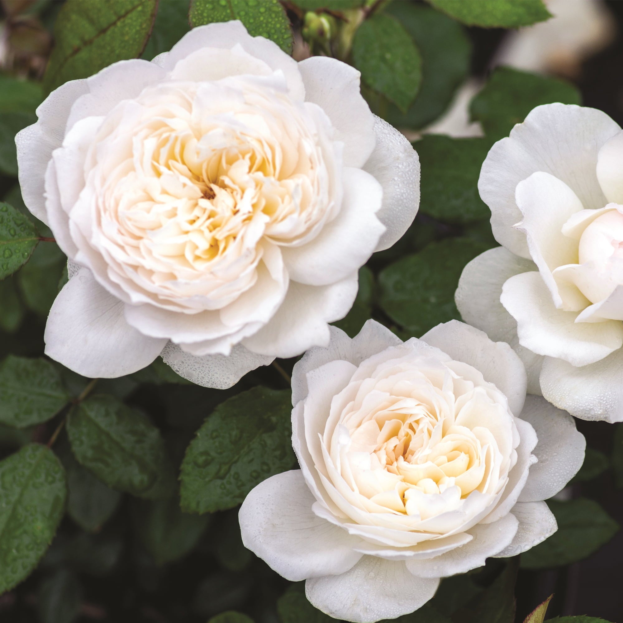 2g Bloomables Rose Bolero Live Shrub