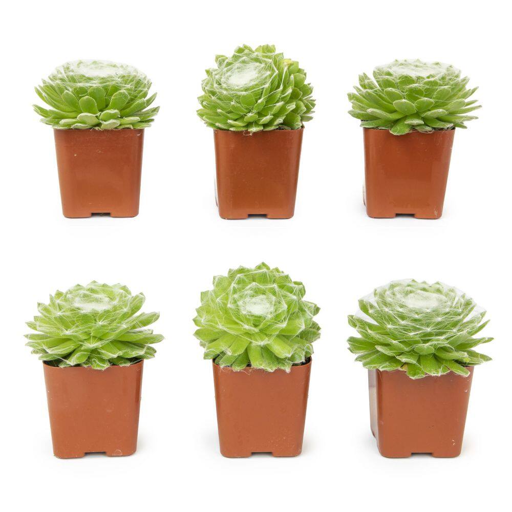 SMART PLANET 6PK 2quot SQ SEMPERVIVUM COB BUTTONS 0872758