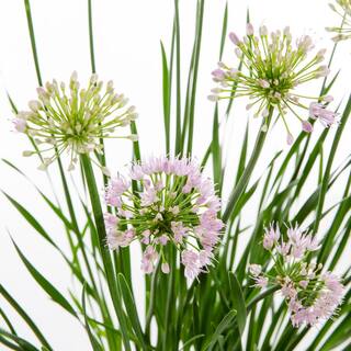 Vigoro 2.5 Qt. Purple Lily Allium Perennial Plant 69357